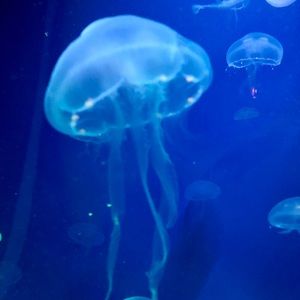 Meet your Posher, Cory